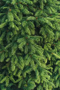 Le Sapin Nobilis