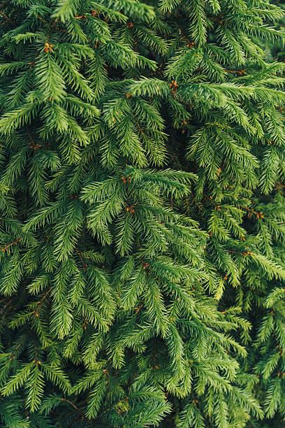 Le Sapin Nobilis