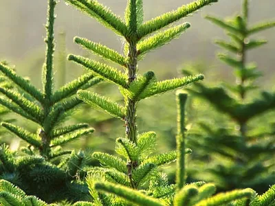 Le Sapin Épicéa