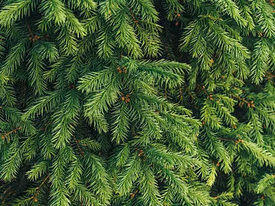 Le Sapin Nobilis