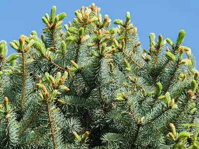 Le Sapin Pungens