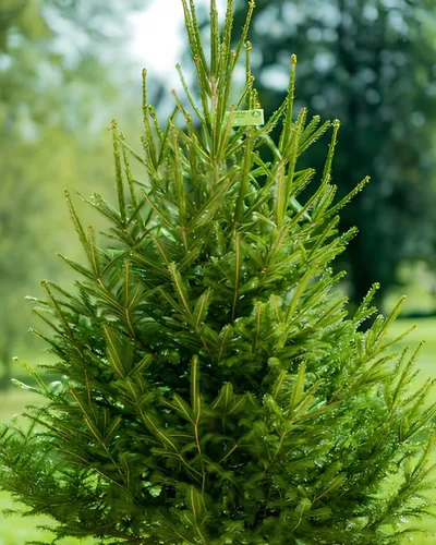 Sapin Épicéa
