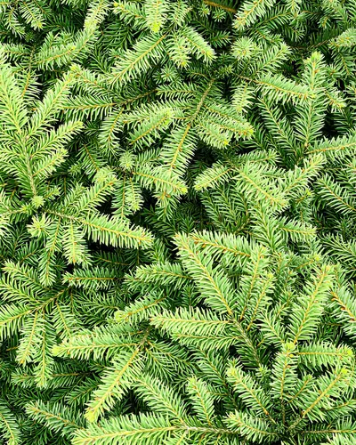 Sapin Nobilis