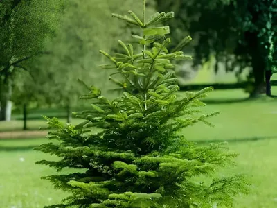 Sapin Nordmann