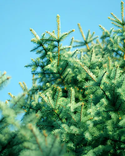 Sapin Pungens